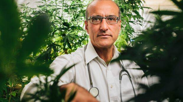 Dr Andrew Katelaris is one of Australia's biggest medicinal cannabis suppliers.  Photo: Rohan Thomson