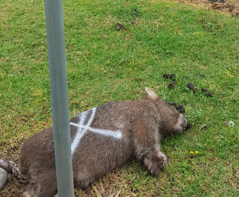 Wombats slaughtered: PETA offers $5k reward