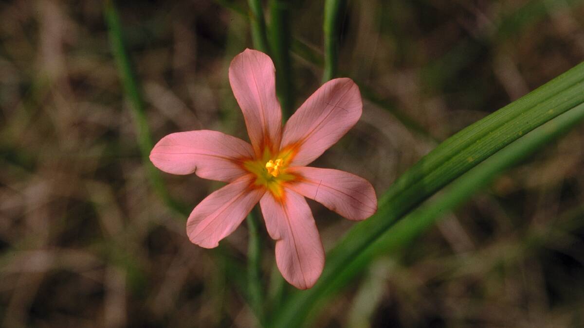 The declared weed Cape tulip is toxic to livestock and spreads throughout pastures, reducing available feed.