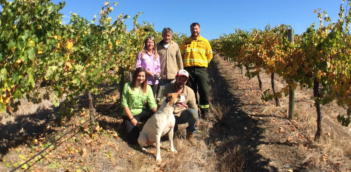 In the vines: Mystique, Julie and Karl Hillier with Gareth Boulton, DPAW's Kyle Hulls and Bentley the dog. Photo: Shannon Wood. 