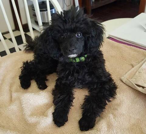 Daisy the Toy Poodle 