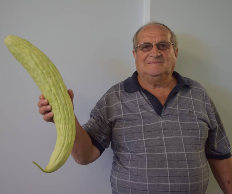 Fresh from the garden: Local vegetable grower Frank DeAngelis with the giant cucumber from his garden. Photo: Shannon Wood. 