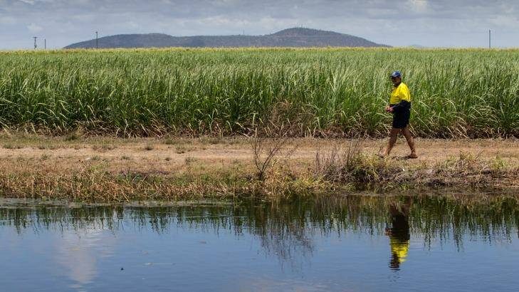 Sugarcane farmer Vince Papale has built a wetland that traps and filters pollution off his farm in Home Hill, 90 kilometres south of Townsville. Photo: Jason South