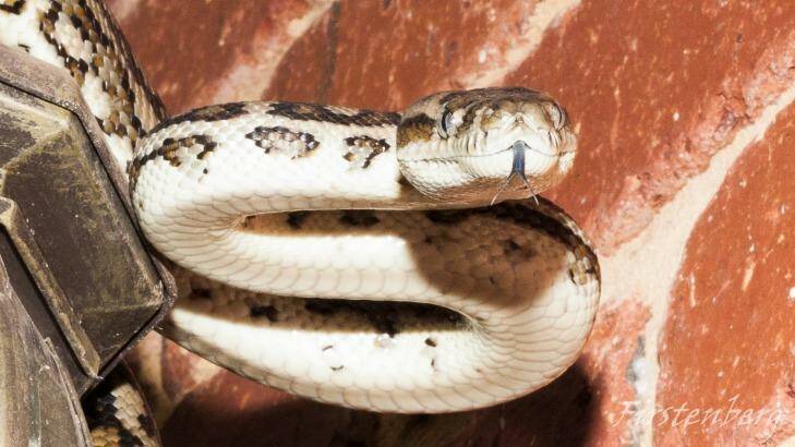 The South West Carpet Python (Morelia spilota imbricata) was around five feet long. Photo: Perth Hills Reptile Removal
