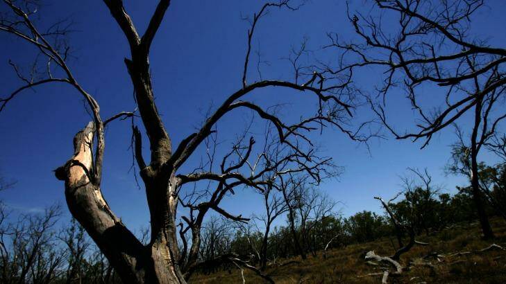 Trees start to lose leaf function and can die if exposed to prolonged excessive heat. Photo: Nick Moir