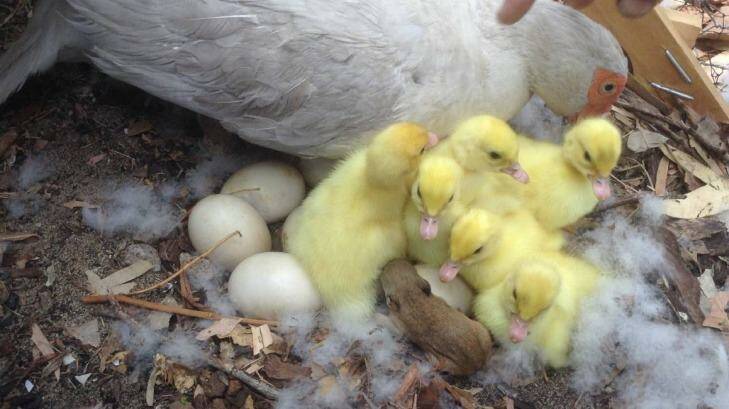 A mother duck and her ducklings were joined in their nest by a baby bandicoot.  Photo: Wayne Cuthbert