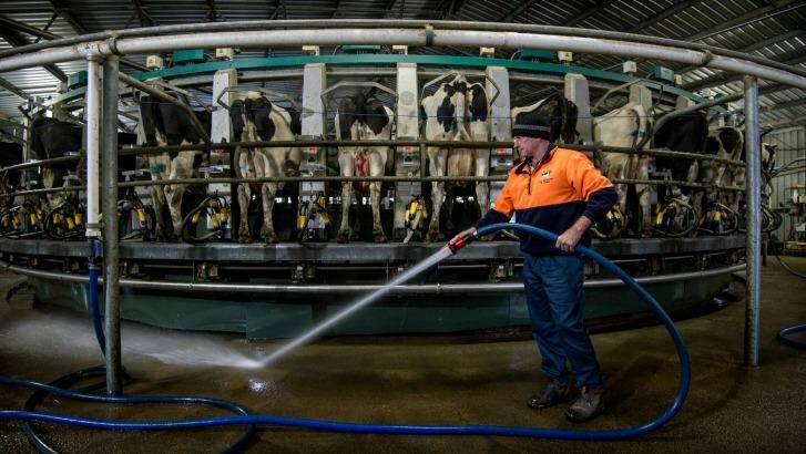 Rod Newton cleaning the milking shed at his Whorouly dairy farm in the Ovens Valley.   Photo: Penny Stephens