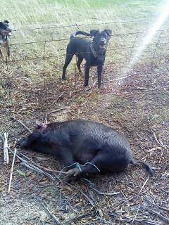 Mischief managed: The feral pig after being caught by the shire and a local trapper.