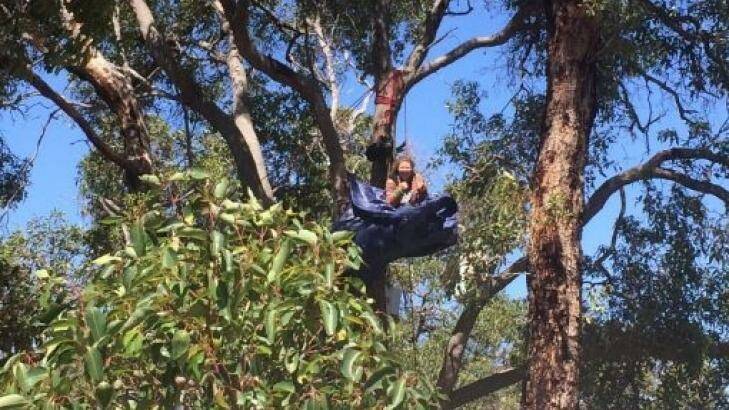 A protestor camping in a tree at the Roe 8 site. Photo: Hannah Barry
