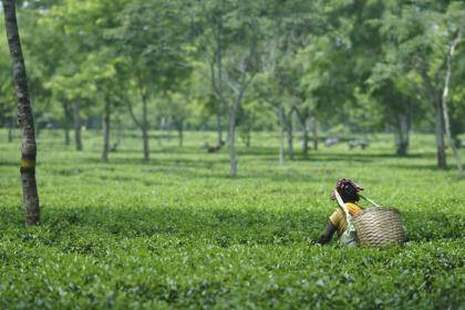 The plight of Indian tea workers has become the focus of a major international campaign. Photo: Stop the Traffik