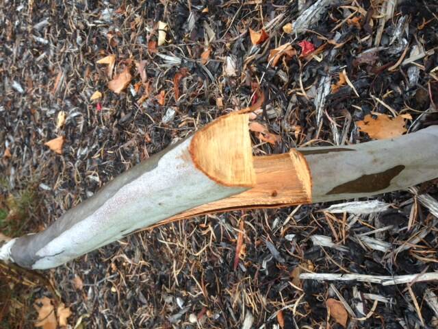 Vandalism attack: Trees were cut down in a public garden on the weekend.