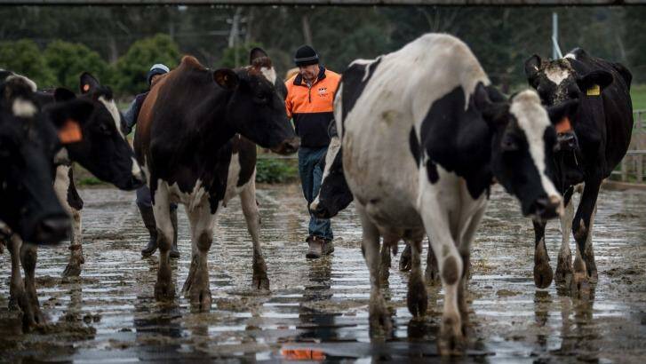 Rod Newton checking on the milking herd. Photo: Penny Stephens