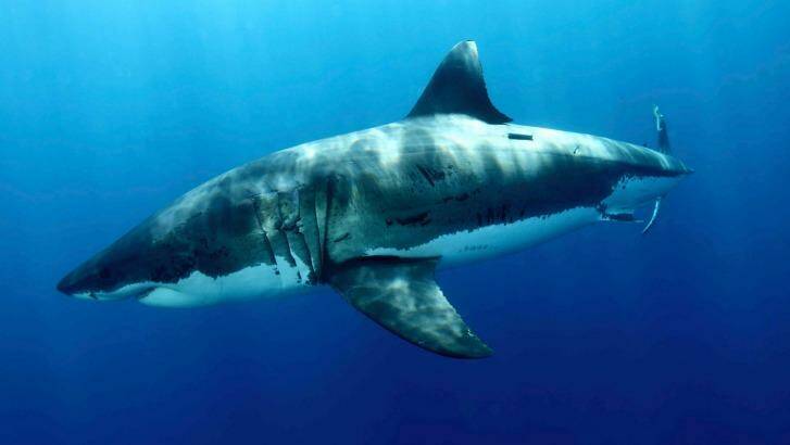 A tagged great white shark is still at large after drum lines failed to lure it. Photo: Carlos Aquiler - WWF