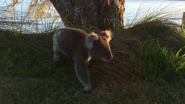 The female was shortly followed by this male koala. Photo: Guy Innes