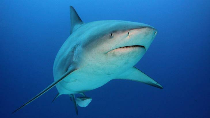 A person has escaped serous injury after being bitten by a bull shark.  Photo: Michael Jones