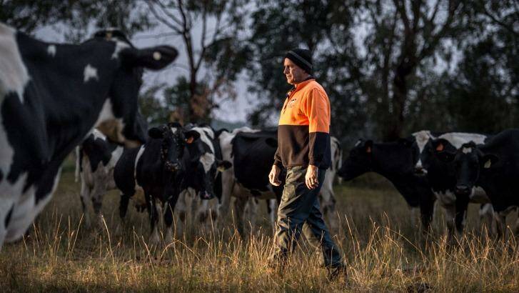 Rod Newton checking the cows that are due to calve soon, on his Whorouly dairy farm in the Ovens Valley.   Photo: Penny Stephens