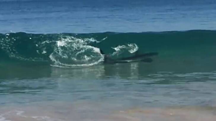 The large shark was just metres off shore at Myalup.