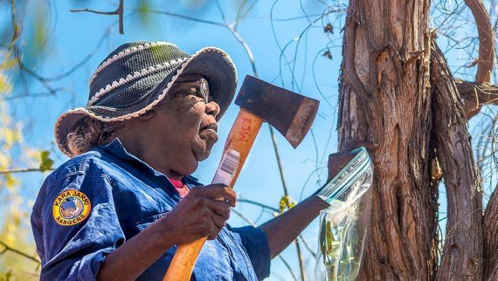 Karajarri Senior Ranger Jess Bangu collects samples for a biodiversity survey near Bidyadanga community in the Kimberley.   Photo: Stories from the Scenic Route