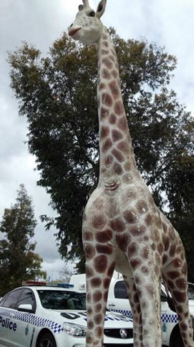 A tall tale? 12-foot giraffe stolen from Perth pet store