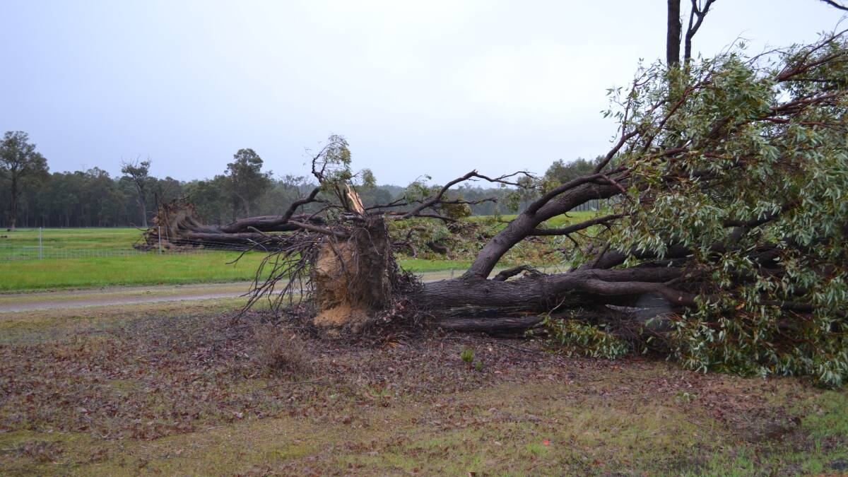 More uprooted trees following the severe storm on Sunday night that lashed the South West region