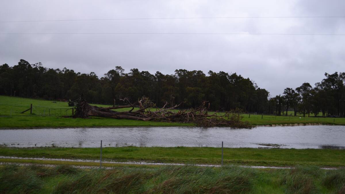 Flood water and an uprooted tree in the Wellington Dam area
