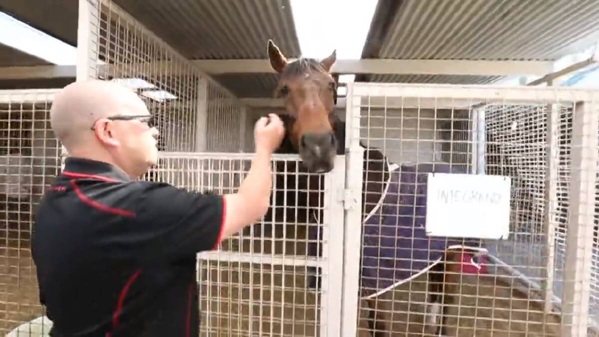 Rehabilitating horses has helped Max Streeter, former AFP officer, deal with post traumatic stress.