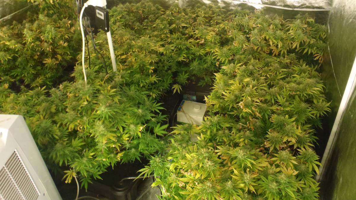 Collie Police seized 53 cannabis plants from a Forrest street address in August.