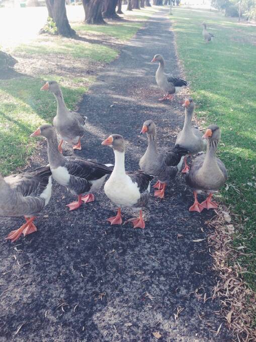 The geese that inhabit Soldiers’ Park are to be re-homed or removed from the park.