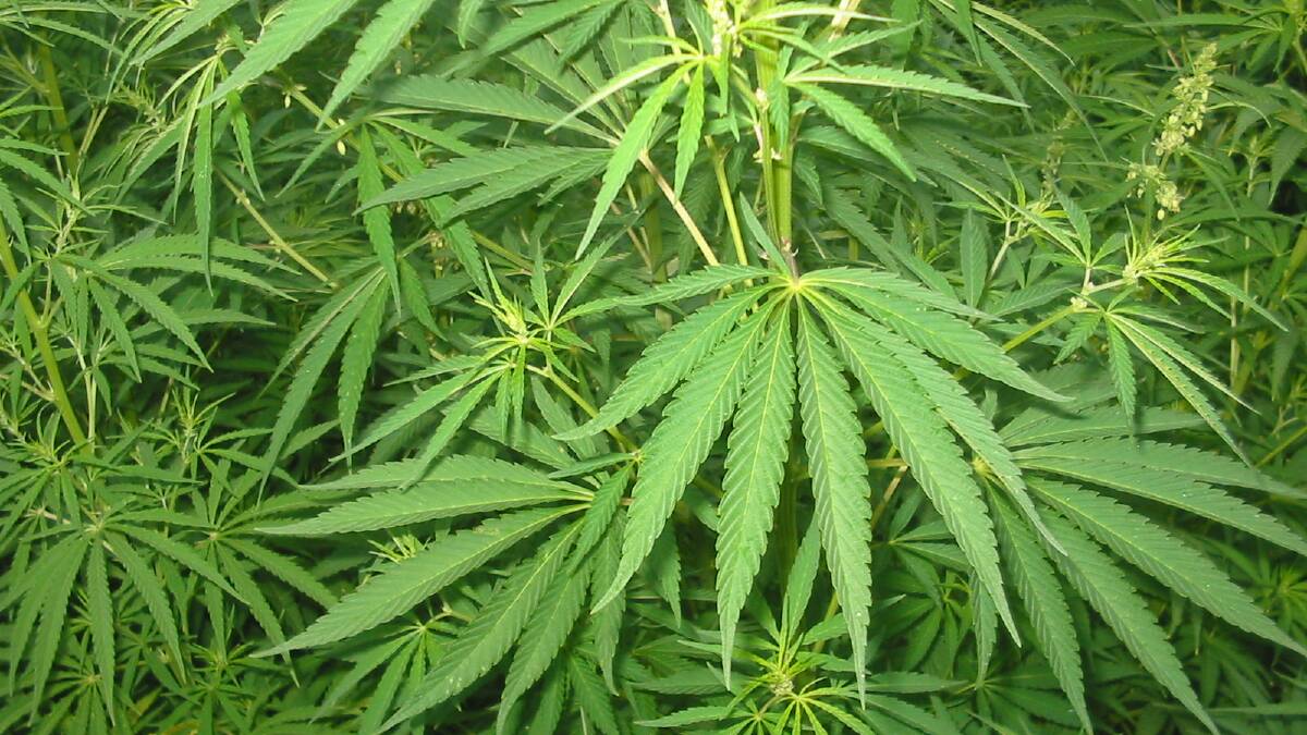 A MANDURAH woman convicted of cannabis possession with intent to sell or supply narrowly avoided a prison term when she faced Mandurah Magistrates Court on Tuesday.