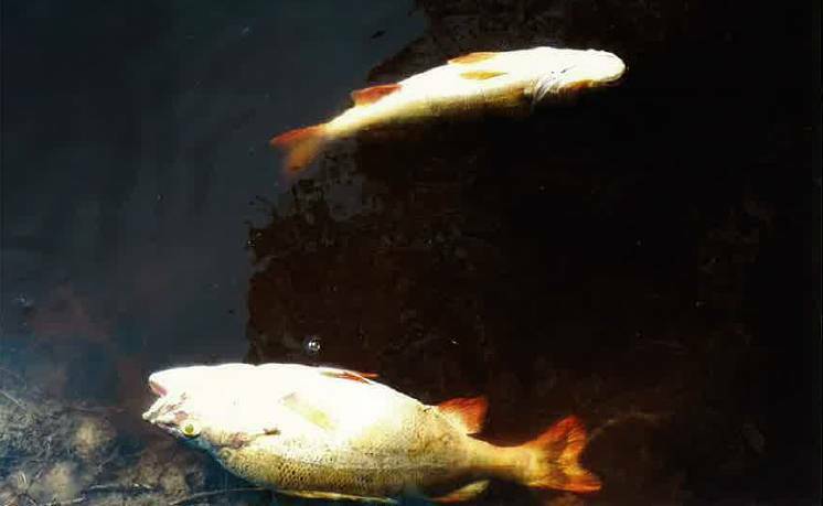 Tests show lack of oxygen killed fish.
