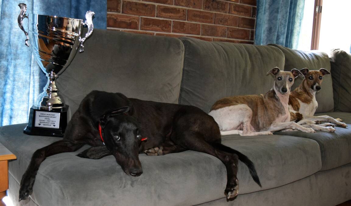 Doug the greyhound with his Mandurah derby cup and his whippet 'brothers', Charlie and Sniper. 