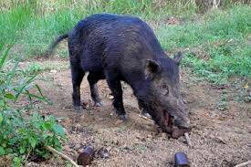 Destroying land: Feral pigs are wrecking farming land in Collie and the South West. 