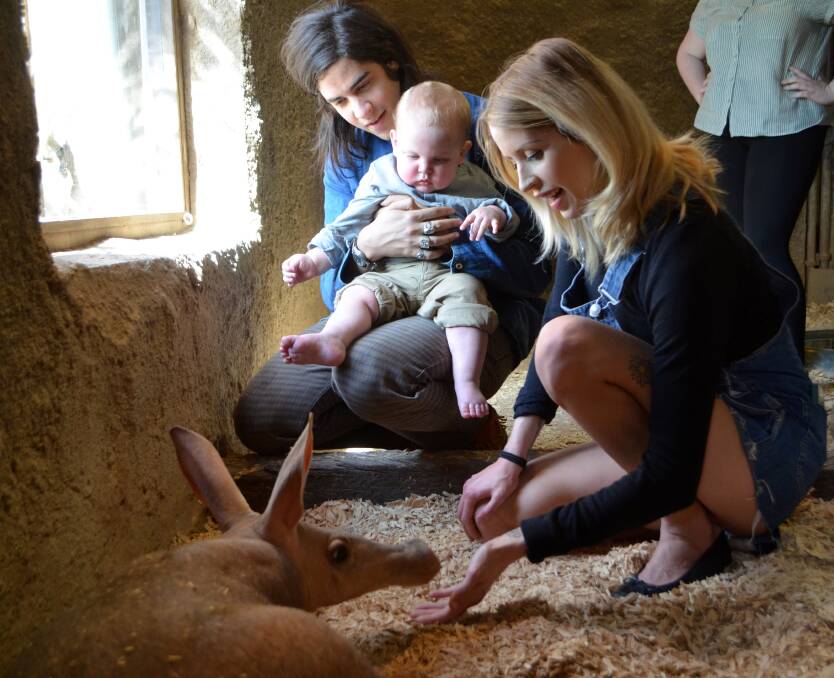 A heavily pregnant Peaches Geldof, her husband Thomas Cohen and their son Astala meet the London Zoo's aardvarks during a visit in 2013. Picture: Getty Images/London Zoo