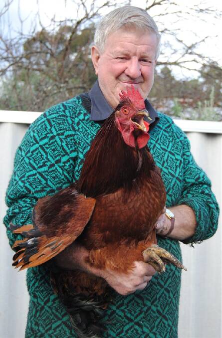 PROTEST: Bob MacIntyre holds his last surviving rooster. The bird was not crowing but protesting at being restrained. 