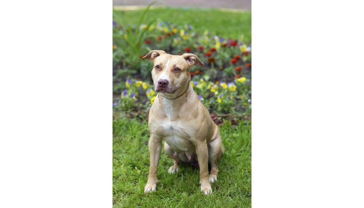 The proposed new dog laws would ban the sale, purchase, breeding and advertising of restricted breeds, including American pit bulls.