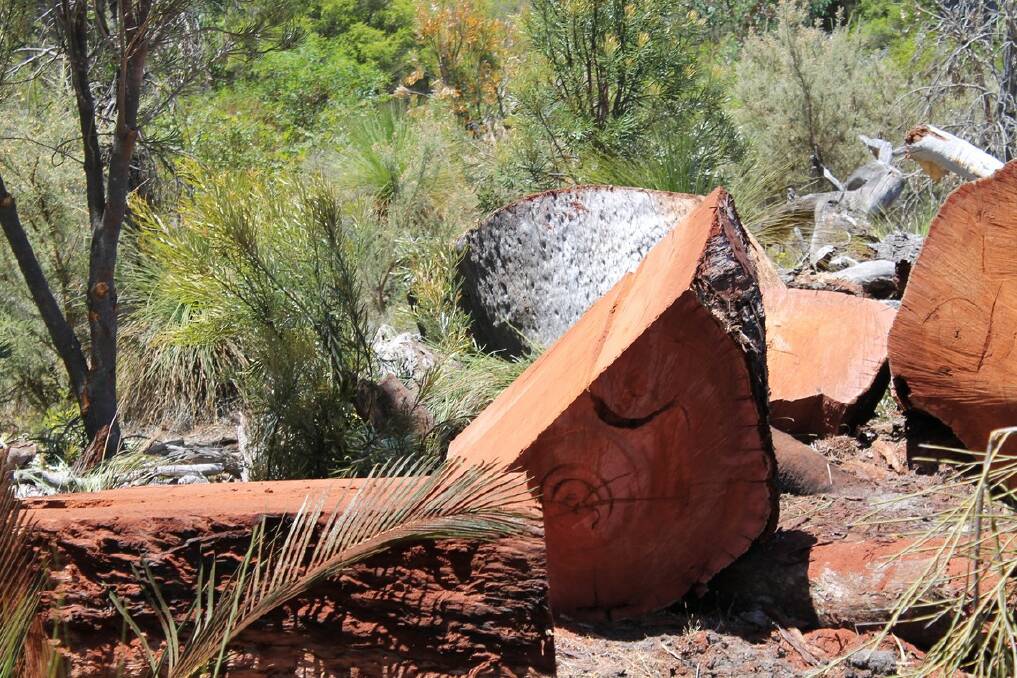 Thieves chopped up and stole this tree, believed to be hundreds of years old,  from a national park near Collie.
