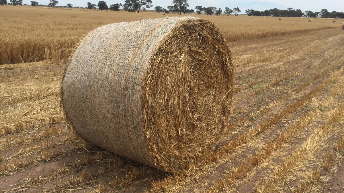 Oaten hay is an increasingly scarce sight down the east coast of Australia. 