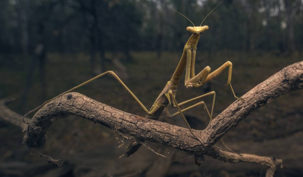 Smile: Stick insect on branch at dusk in the Australian bush. Photo - Kristian Bell.