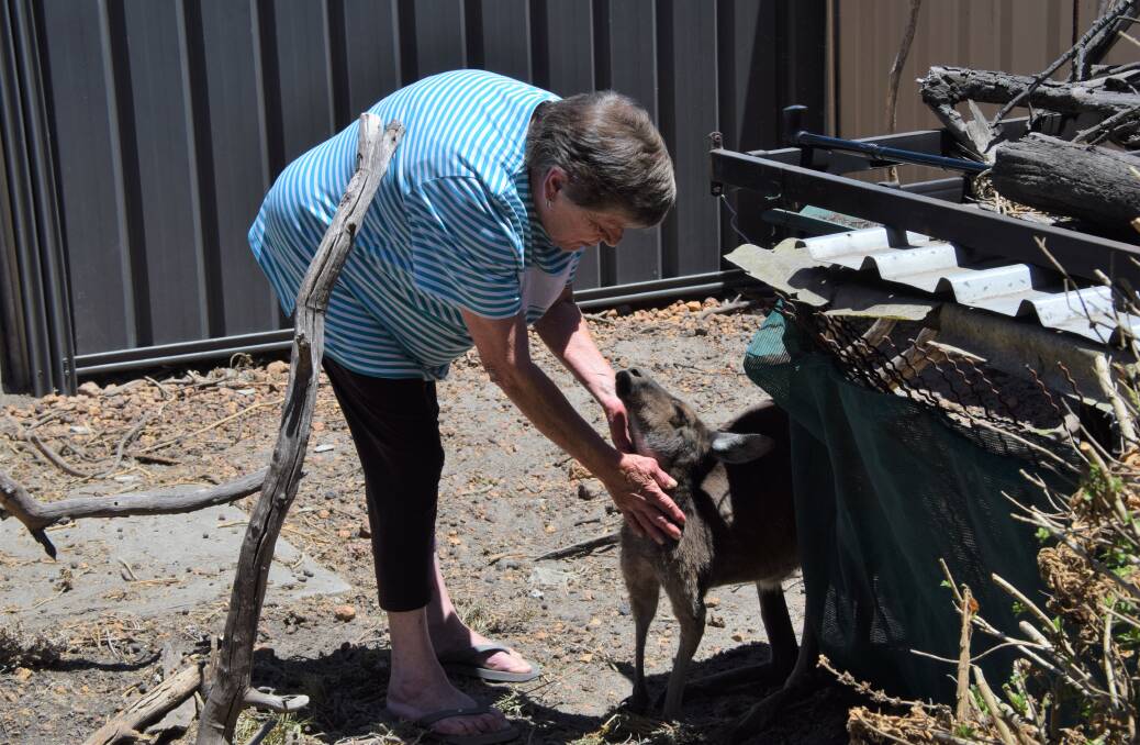 Collie wildlife carer Wendy Thompson with one of the three kangaroos she is currently caring for. Photo: Ashley Bolt