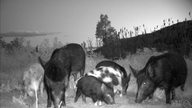 Feral pigs have caused significant problems for some of WA's regional towns. Photo: Supplied.