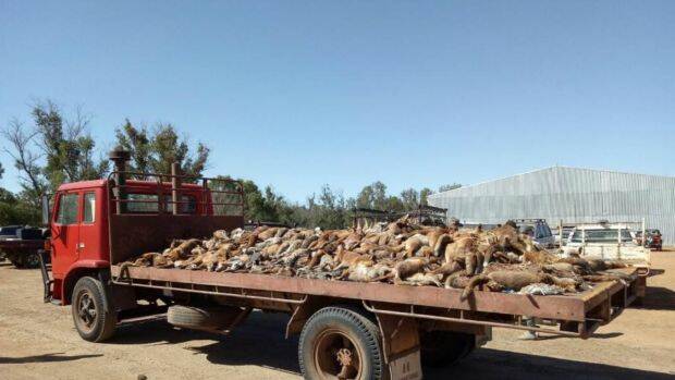 701 foxes were buried after the Boyup Brook Red Card Fox Shoot competition. Photo: Blackwood Basin Group