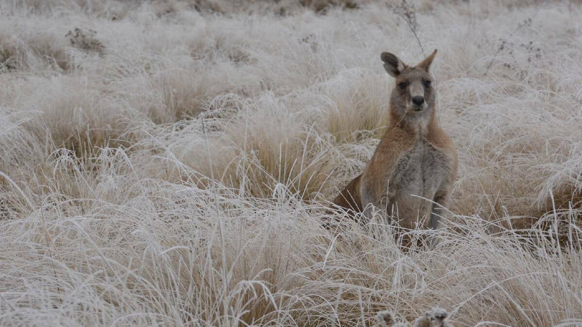 Dumped kangaroo bodies under investigation