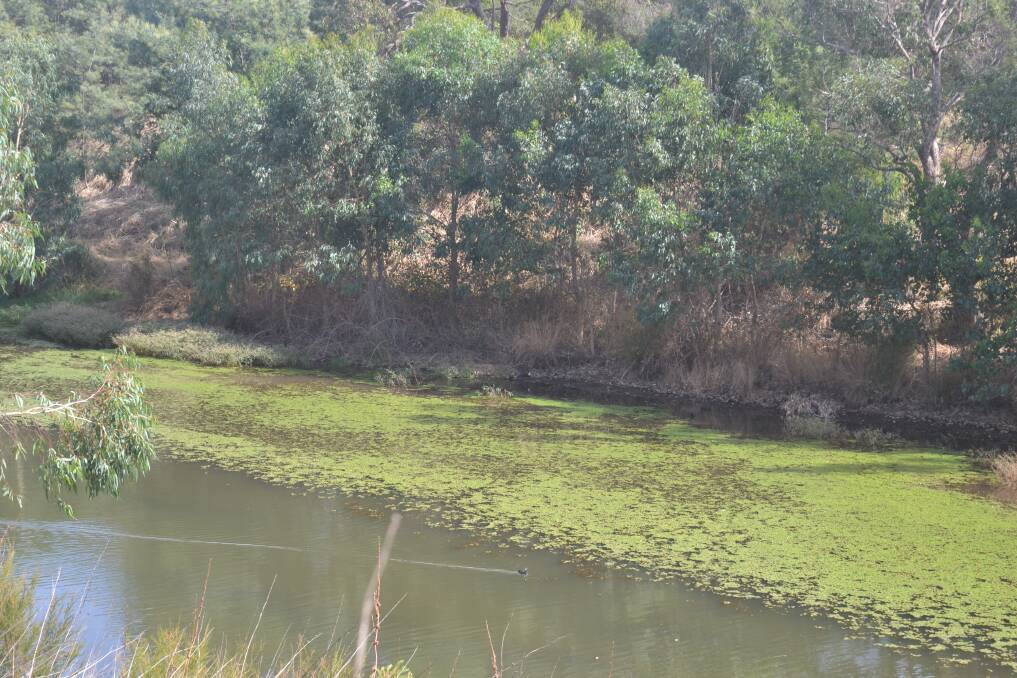 Collie River weed kill concern