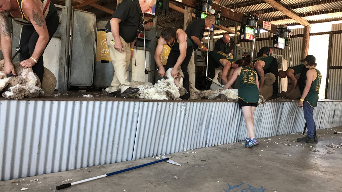  A big feature of the Darkan Sheepfest will be a Sports Shear competition which will feature past and present State and National shearers.