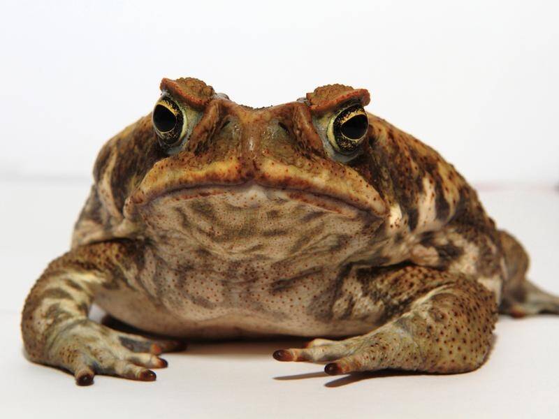 Scientists have cracked the DNA code of the cane toad, giving hope they can finally be controlled.