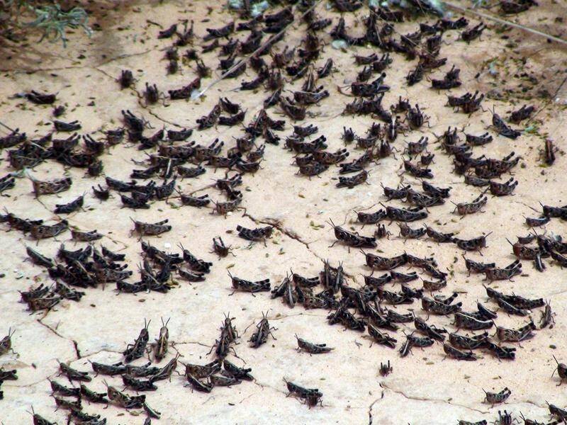 Swarms of grasshoppers have stripped paddocks bare in western Queensland.