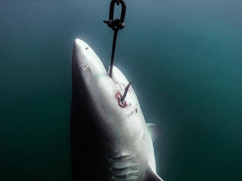 Queensland has lost an appeal to overturn a ban on shark-killing methods such as drum lines.