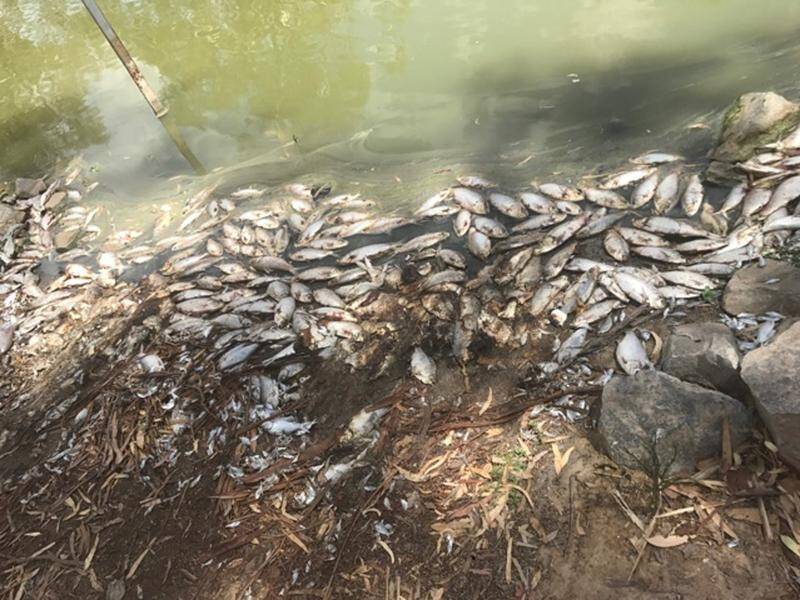Aerators are to be placed in NSW's Darling River as a strategy to prevent future mass fish deaths.