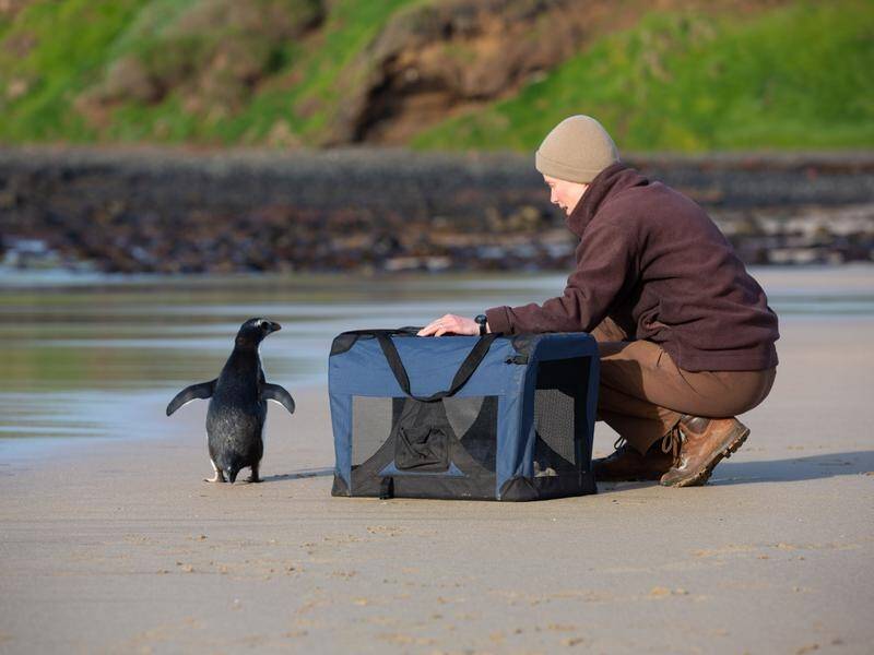 An intrepid New Zealand penguin has been released back into the wild in Victoria.
