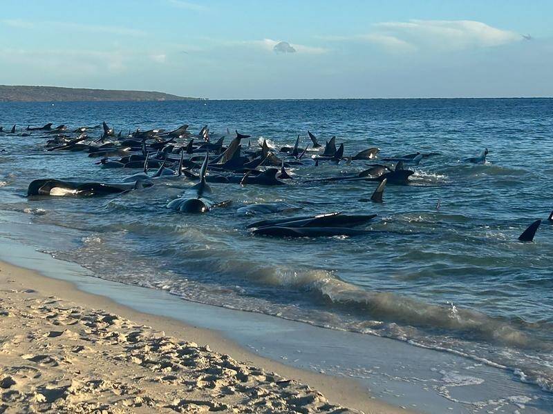 Up to 160 whales were found stranded at Toby Inlet in southwest WA on Thursday. (Supplied/AAP PHOTOS)